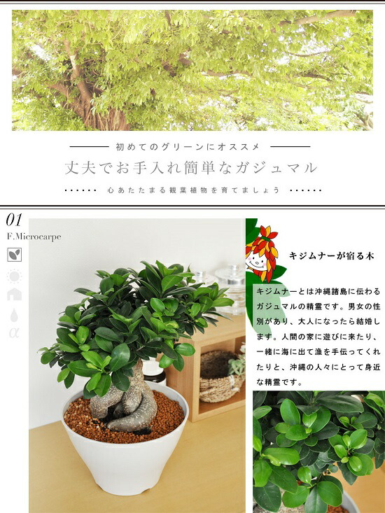 樹木格好を選べる 選べる 超幹太 特大ガジュマル 盆栽作成の 鉢植え がじゅまる 華燭の典で両血族への供え 結婚式のメモリ気位 親付届配り物 両親贈呈品 人蔘 人蔘ガジュマル ガジュマロ カジュマル Hotjobsafrica Org
