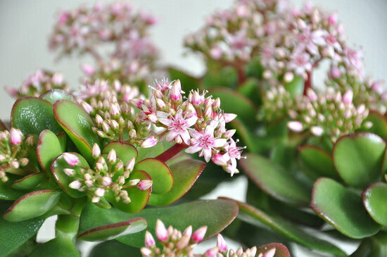 カネノナルキ 花月 茶色 モスポット トール ラウンド型 鉢植え 金のなる木 カゲツ ベンケイソウ 茶 ブラウン オレンジ 素焼 陶器 丸 ラウンド 観葉植物 送料無料 Letempslev K7a Com