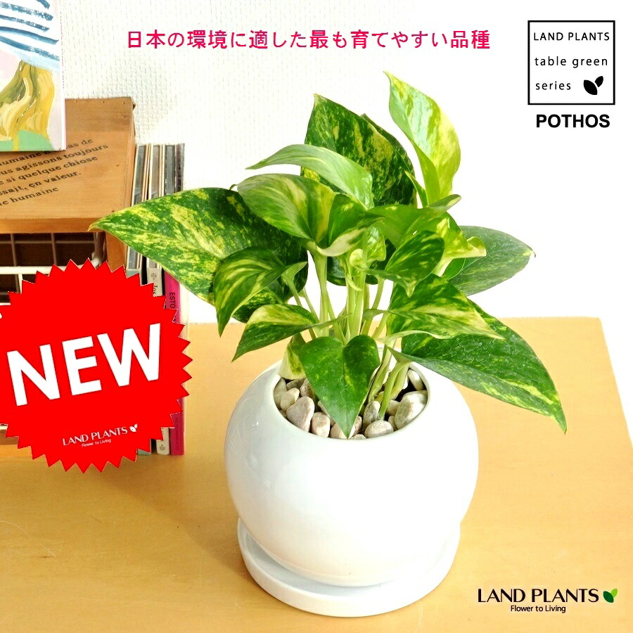 ポトス オーレア ホワイト色 金員像 瀬戸もの鉢 鉢植え 鉢 陶器 苗 若木 観葉植物 オウゴンカズラ 白 白人種 丸 ラウンド 汁椀 送料無料 Fecdas Cat