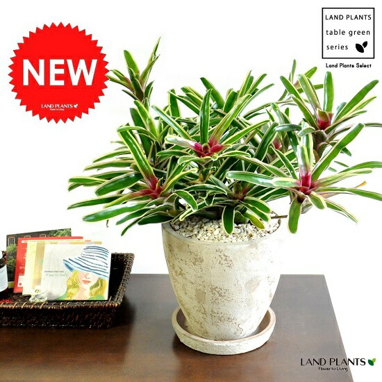 ネオレゲリア（ファイヤーボール）　茶色エッグポット植えた　アナナス　【楽ギフ_メッセ】【楽ギフ_メッセ入力】　パイナップル　敬老の日　ポイント消化　観葉植物｜ランドファーム