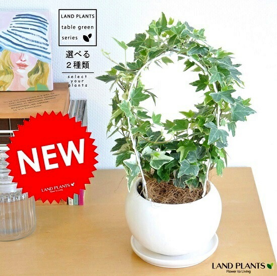 アイビー アーチ仕立て 白色 丸形 陶器鉢 ヘデラ 丸鉢 鉢 鉢植え 苗 苗木 ヘデラアーチ 観葉植物 トピアリー 結婚式で両親へのプレゼント 結婚式の記念品 両親贈呈ギフト 両親贈呈品 ウエルカムツリー 送料無料 Jurisaxis Com