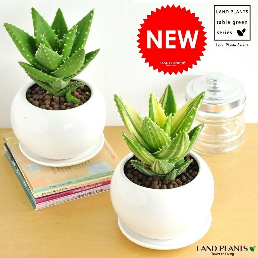 楽天市場 アロエ 不夜城 フヤジョウ 白色 丸型 陶器鉢 セラミス 選べるアロエ 薬草 観葉植物 鉢植え 敬老の日 ポイント消化 観葉植物 送料無料 Land Plants 楽天市場店