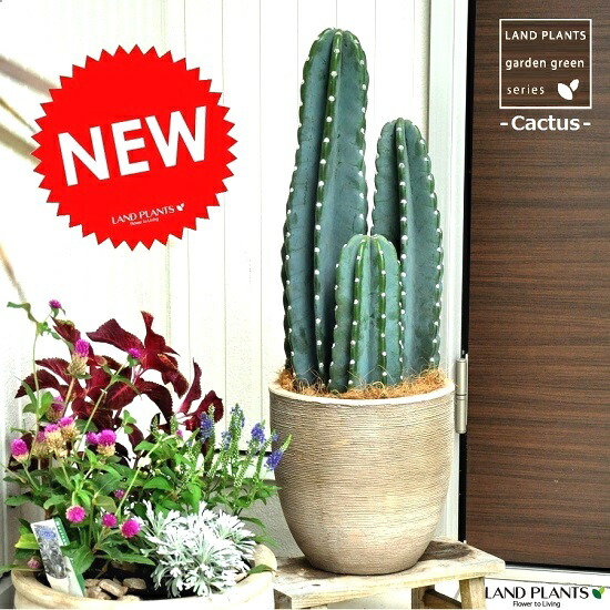 専用ページ　武倫柱　ブリンチュウ2苗抜き苗 33dc38c7ae14cf444b11c8f4d3f817