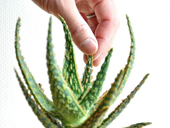 アロエ フラミンゴ セメント シリンダー型 陶器鉢 卓上で育てるアロエ 薬草 観葉植物 コンクリpot 鉢植え 苗 苗木 アロエベラ バルコニスト 敬老の日 ポイント消化 観葉植物 Educaps Com Br