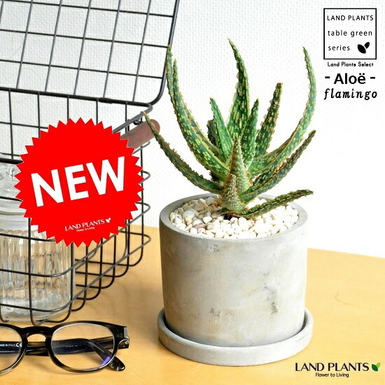 アロエ フラミンゴ セメント シリンダー型 陶器鉢 卓上で育てるアロエ 薬草 観葉植物 コンクリpot 鉢植え 苗 苗木 アロエベラ バルコニスト 敬老の日 ポイント消化 観葉植物 Educaps Com Br