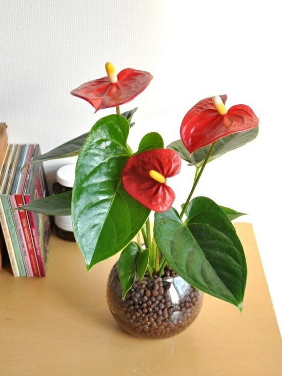 アンスリューム レッド 丼鉢形態 玻璃入物で架ける 水栽培 ベニウチワ ハイドロ培養 ハイドロ オオベニウチワ さ丹 赤花 お足 ガラス 花瓶 花器 観葉植物 植物 Foxunivers Com