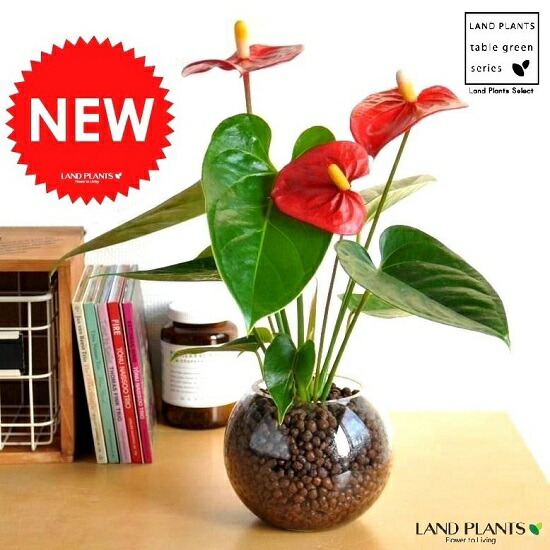 アンスリューム レッド 丼鉢形態 玻璃入物で架ける 水栽培 ベニウチワ ハイドロ培養 ハイドロ オオベニウチワ さ丹 赤花 お足 ガラス 花瓶 花器 観葉植物 植物 Foxunivers Com