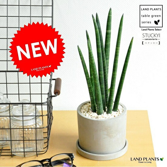 楽天市場 サンスベリア スタッキー セメント シリンダ型 陶器鉢 ウェーブ サンスウェーブ シリンドリカ サンセベリア エレンベルギー 敬老の日 ポイント消化 観葉植物 ランドプランツ