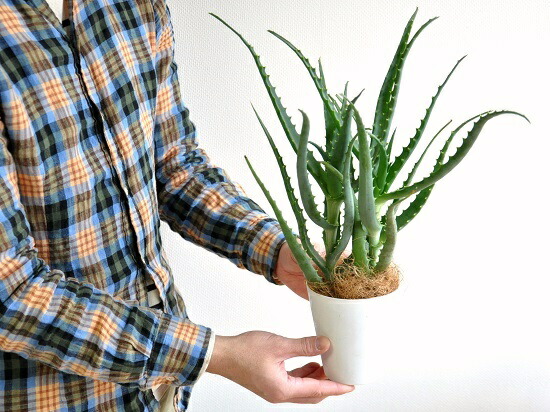 お試し アロエ キダチアロエ 4号 白色 プラスチック鉢 木立アロエ 卓上で育てるアロエ薬草 観葉植物 鉢植え 苗 苗木 アロエベラ アロエ バルコニスト アガベ Educaps Com Br