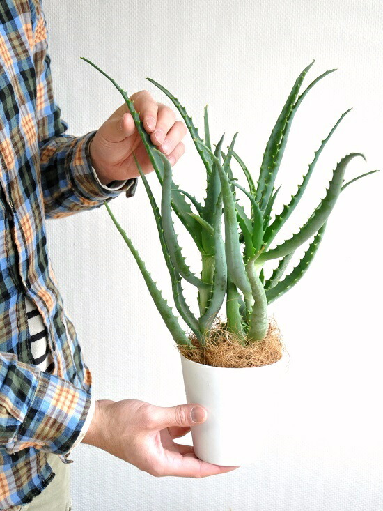 お試し アロエ キダチアロエ 4号 白色 プラスチック鉢 木立アロエ 卓上で育てるアロエ薬草 観葉植物 鉢植え 苗 苗木 アロエベラ アロエ バルコニスト アガベ Educaps Com Br