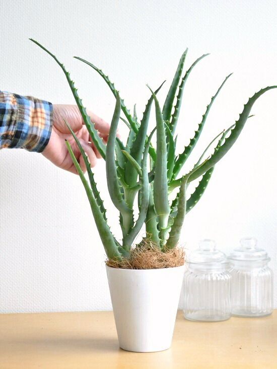 Shop R10s Jp Landplants2 Cabinet H Halr