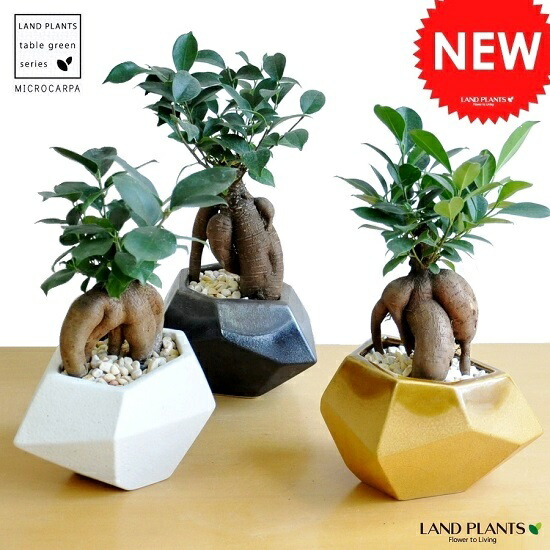 3彩り合い ガジュマル 幹太比い 多角フォーム チャイナ植樹鉢 多角形フォルム おのおの1色 黄み味がかった玉砂利 がじゅまる ラッキーの樹 スピリットが留まる木 鉢植え 鉢 苗 若木 犯罪者 黄 白み ネグロ 白人 黄色 観葉植物 貨物輸送無料 Doorswindowsstairs Co Uk