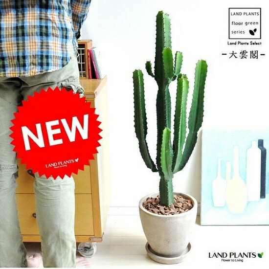 new!! カクタス 大雲閣 赤銅色エッグポット植えた ユーホルビア 多肉植物 ダイウンカク サボテン C4サボテン 敬老の日 尖んがり消化 観葉草木