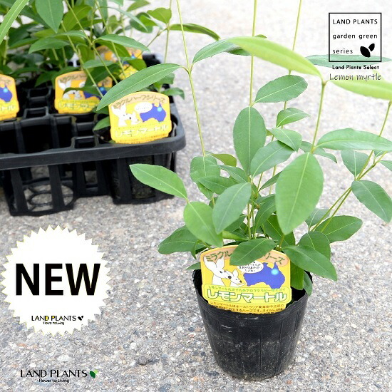 【容れもの売りわたす】 レモンマートル 4号 苗ポット（12個書き割り） 苗 若木 鉢 鉢植え 植木 庭木 薬草 医学的薬草 アロマテラピー 檸檬 マートル シトラール 流行性感冒 接触感染症 コロナ濾過性病原体 観葉草木 観葉 業販 卸 卸売り 容れもの売り