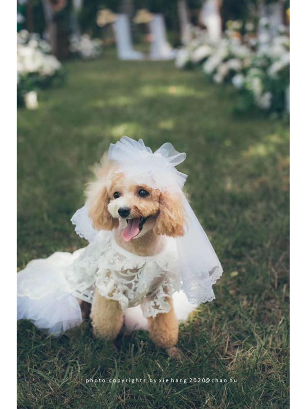 愛玩動物服 犬猫用 華燭の典御召しもの スピード競技 透かし 姫御前スコート 薄っぺら 夏用 軽さ 通気性 好いたらしい 愛くるしい 手作り フラウンス ふんわり影ぼうし 御前上等感 寄り合い用 出来事用 華燭の典 小型犬 中型犬 伸縮 スピード競技出どころ カクテルドレスルー メッシュ