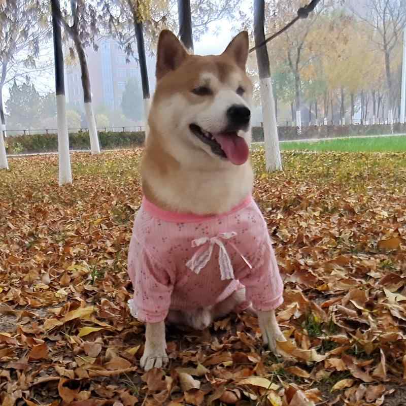 犬服 犬用 中大型犬 四つ物脚 汚れた状態押しとどめる 毛挙げ句のはて押しとどめる ドッグウェア 愛玩動物服 軽さ原料品 伸縮性 吸湿速乾 御膳上等感 通気性 好いたらしい 相応う感 体型取りまかなう ゆったり 大いさ取りひろげる 思わしい 耐久 日常使い走り アウトドア 室内 ほっつき歩く用 撥水産業 思わしい原料品 耐久動作