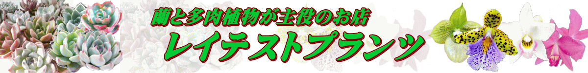 楽天市場 洋ラン 開花予定株 ミニカトレア スター ピンク Star Pink 9cmポット 洋ラン 洋蘭 インテリア Tak レイテストプランツ 楽天市場 洋ラン 開花予定株 ミニカトレア スター ピンク Star Pink 9cmポット 洋ラン 洋蘭 インテリア Tak レイテストプランツ