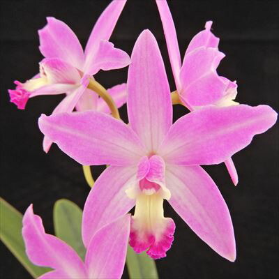 楽天市場】【予約販売】 洋ラン【開花見込株】セイデンファ