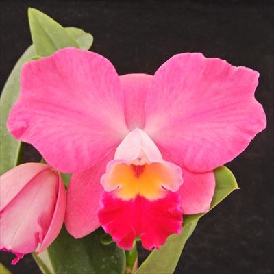 楽天市場】洋ラン【開花見込株】ミニカトレア ロング ライフ キラ