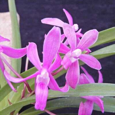 楽天市場】洋ラン バンダ シリポンピンク 幼苗 吊り 洋蘭 インテリア