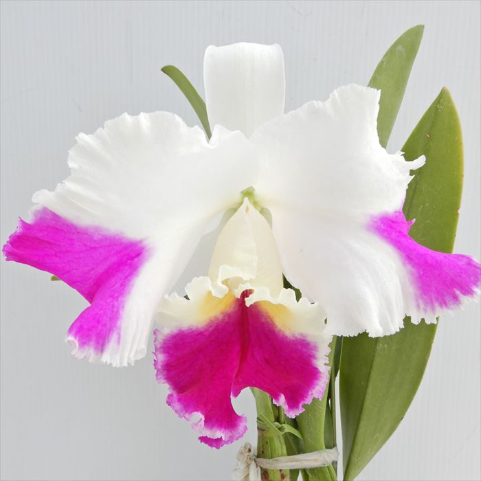 楽天市場】洋ラン【開花見込株】カトレア シージーロブリング