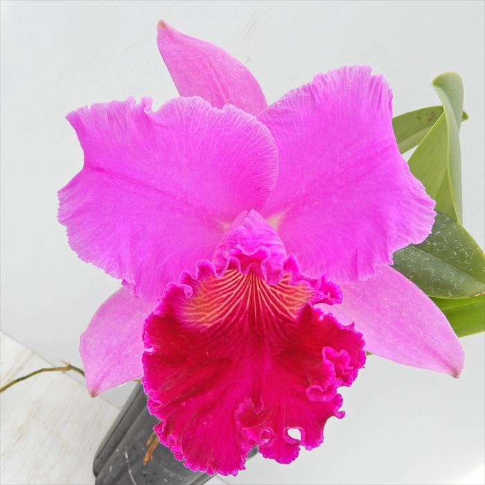 楽天市場】洋ラン【開花見込株】カトレア チャーミダス オクトーバー