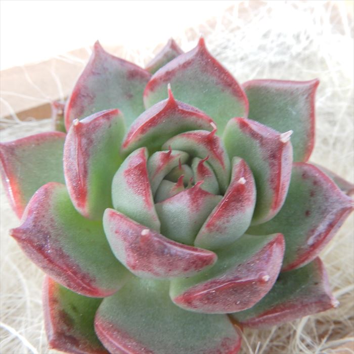 楽天市場 多肉植物 エケベリア ジェシカ メキシコポルデンシス ラブファイヤー 韓国苗 抜き苗 カット苗 エアーマジック 約5cm 観葉植物 インテリア レイテストプランツ