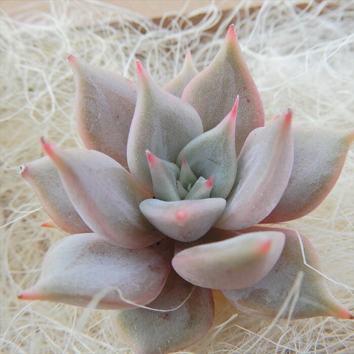 包装無料 送料無料 多肉植物 韓国苗 リラシナ錦 覆輪 リアルサープラス Pharmascope Org