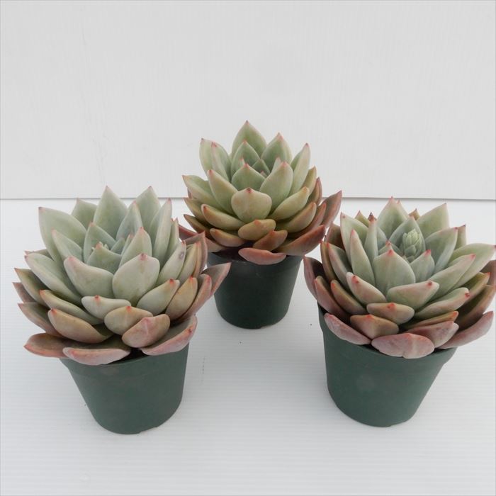 楽天市場 多肉植物 エケベリア ピンクシャンペン 7 5cmポット 観葉植物 インテリア レイテストプランツ