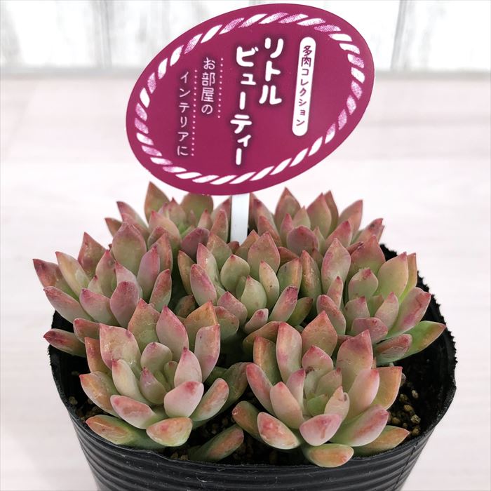 多肉植物 グラプトベリア チョコレート錦 7.5cmポット 観葉植物 インテリア mur 【代引可】