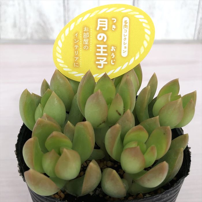 楽天市場】多肉植物 おまかせ4個セット 7.5cmポット 柏屋商店