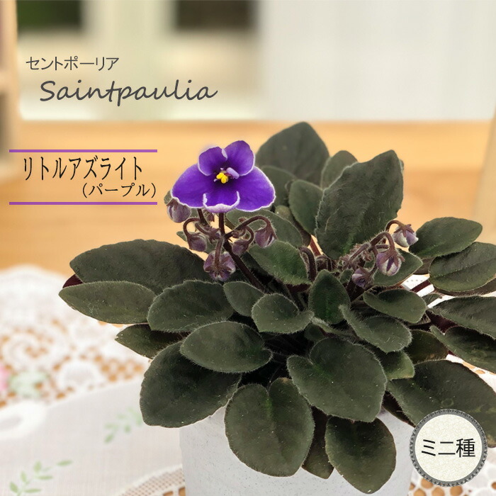 (専用出品) セントポーリア 苗セット セントポーリア：トレイル種3種3株セットA の通販 | 園芸ネット