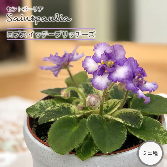 セントポーリア ロブスイッチーブリッチーズ 3号鉢 ミニ種 鉢花 インテリアグリーン Ogr 11月中旬以降発送 感謝価格