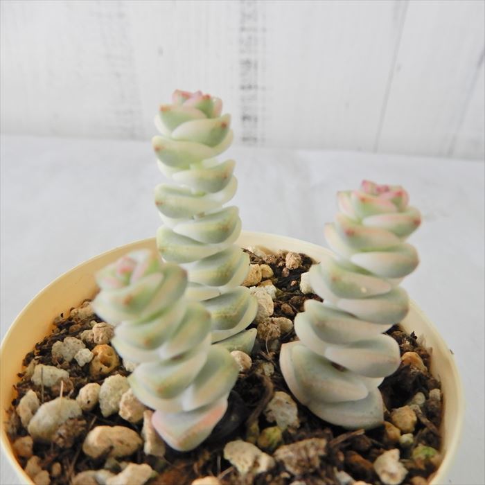 楽天市場】多肉植物 クラッスラ ルペストリス錦 6cmポット 観葉