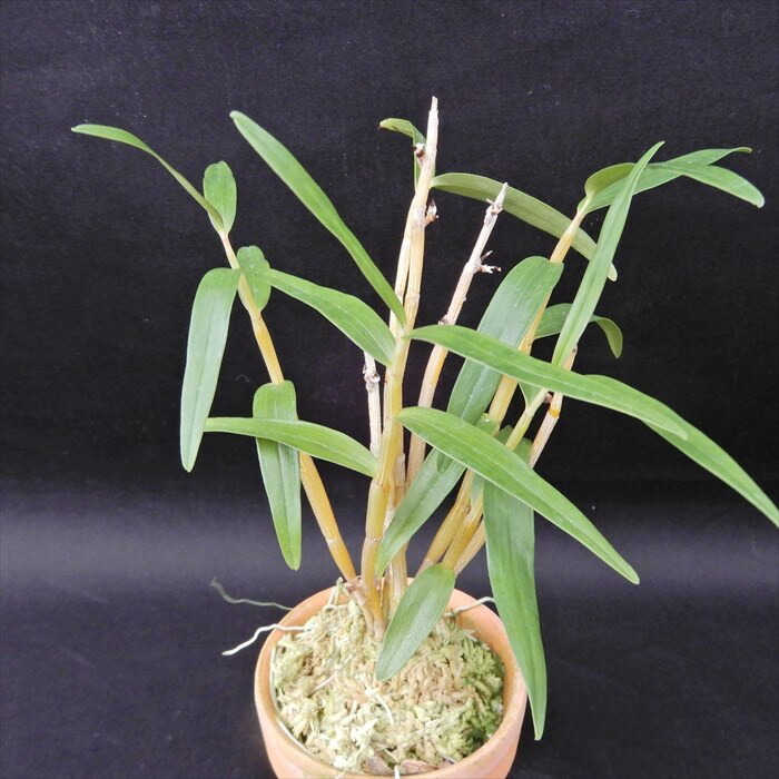 楽天市場】ナゴラン 明丸の縞と無地葉 2個セット n002一点物 現品販売