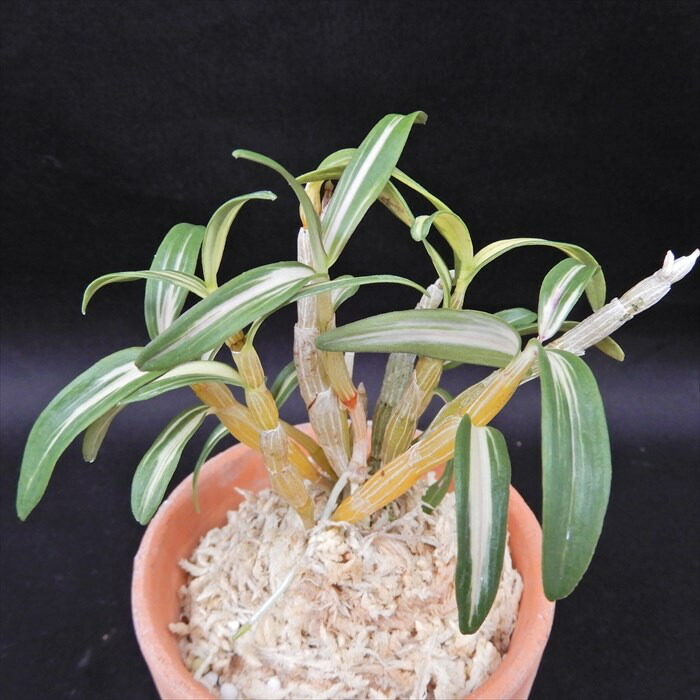 楽天市場】長生蘭 富士鶴 2.5号鉢 チョウセイラン 古典植物 敬老の日