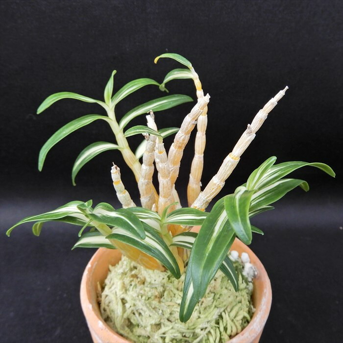 セッコク　石斛　長生蘭　天紫晃 石斛花物（セッコク）】 天紫晃（てんしこう）/5〜6条 : ヨネヤマ