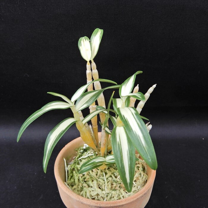 えびね エビネ蘭 山野草 新花 ⑬ 22－46 山野草 野生蘭 えびね エビネ(