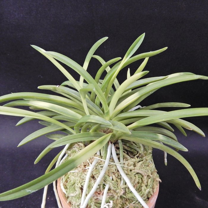 「金広錦」富貴蘭　古典園芸斑入り植物山野草着生風蘭フウラン東洋蘭 富貴蘭 宝錦 2.5号鉢 フウキラン 風蘭 古典植物 山野草 kih