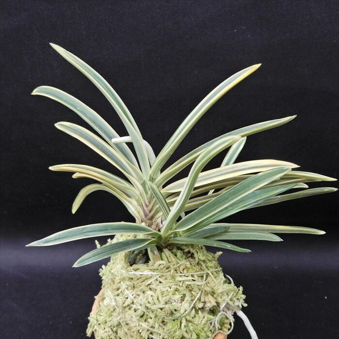 楽天市場】富貴蘭 長生殿 2.5号鉢 フウキラン 風蘭 古典植物 山