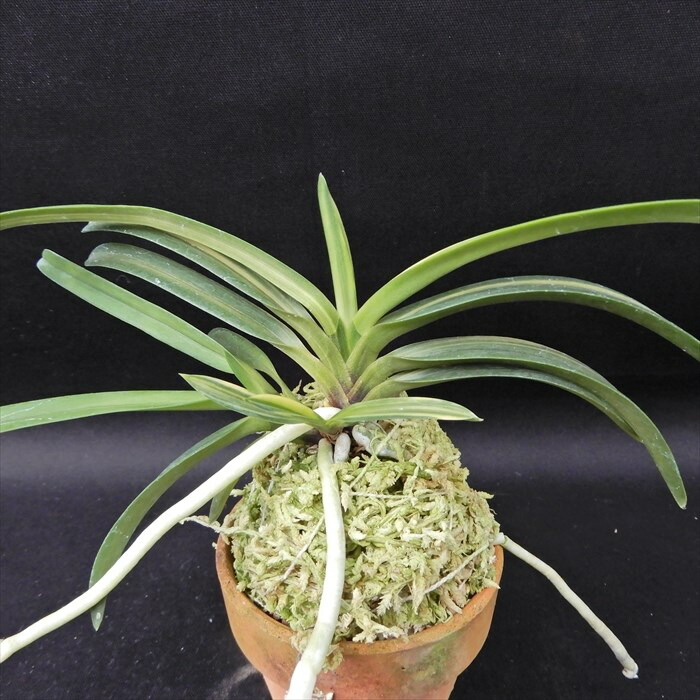 楽天市場】【現品販売】富貴蘭 篤姫 2.5号鉢 フウキラン 風蘭 古典植物