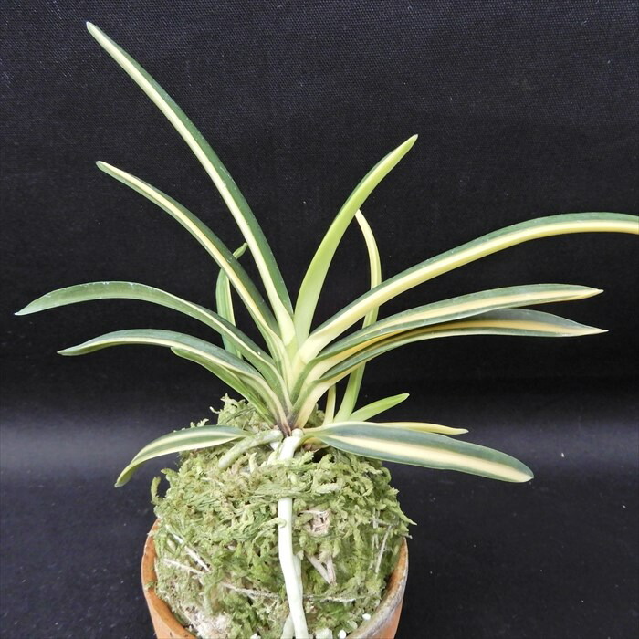 富貴蘭　樹海錦 楽天市場】富貴蘭 樹海 2.5号鉢 フウキラン 風蘭 古典植物 山