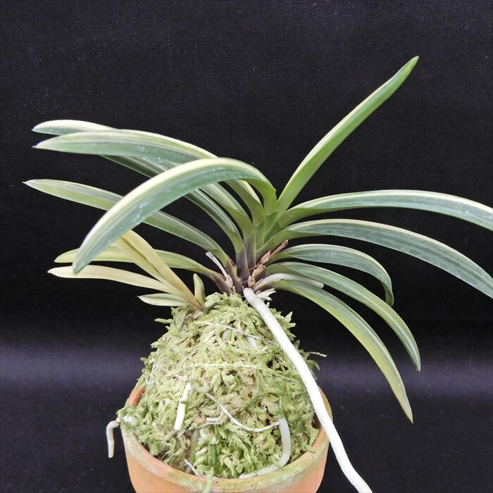 楽天市場】富貴蘭 羅因の光 2.5号鉢 フウキラン 風蘭 古典植物 山野草