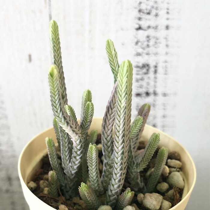 コ*イ様 クラッスラ　ルペストリス錦　多肉植物　大きめ　大量　育苗コンテナのすべ 日本花キ流通 多肉植物 hmクラッスラ ルペストリス クラッスラ
