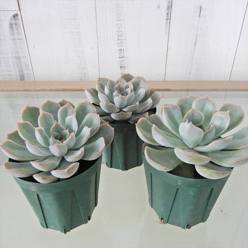 楽天市場 多肉植物 エケベリア ジャシリー 7 5cmポット 観葉植物 インテリア Kas レイテストプランツ