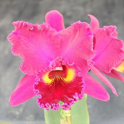 楽天市場】洋ラン【開花見込株】カトレア シージーロブリング ブルー