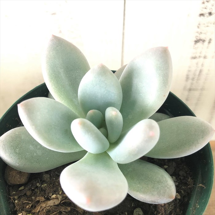 198円 もらって嬉しい出産祝い 多肉植物 エケベリア 桃太郎 9cmポット 観葉植物 インテリア okr 198円 もらって嬉しい出産祝い 多肉植物 エケベリア 桃太郎 9cmポット 観葉植物 インテリア okr