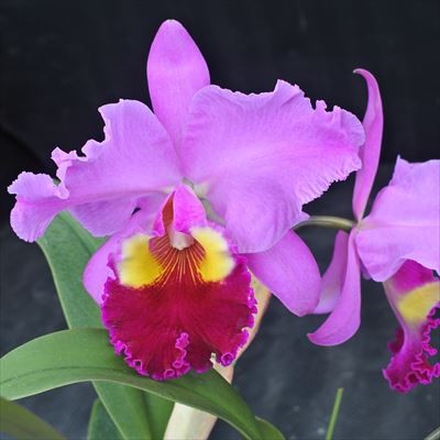 楽天市場】洋ラン【開花見込株】カトレア シージーロブリング ブルー