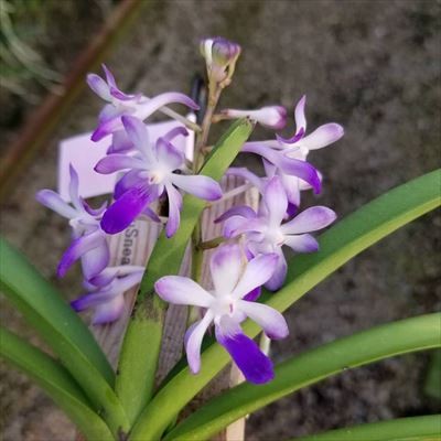 洋ラン　蘭 セイデンファデニア ミトラタ　着生蘭　花芽付き 楽天市場】【予約販売】 洋ラン【開花見込株】セイデンファ