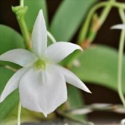 楽天市場 予約販売 洋ラン 開花見込株 アングレカム レオニス マダガスカル Angcm Leonis Madagascar 7 5cmポット 洋ラン 洋蘭 インテリア Omr 10月下旬以降発送 レイテストプランツ